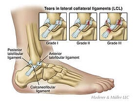 ankle diagram